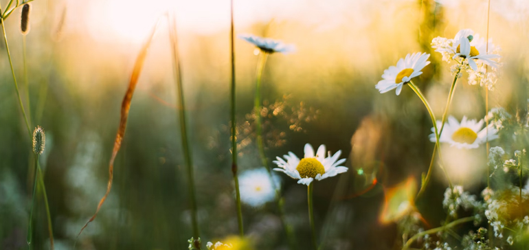 “La primavera llega con muchas fuerza a los mercados”